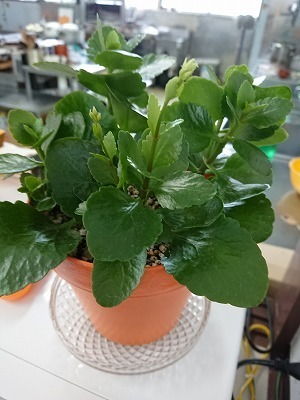 新芽.jpg
